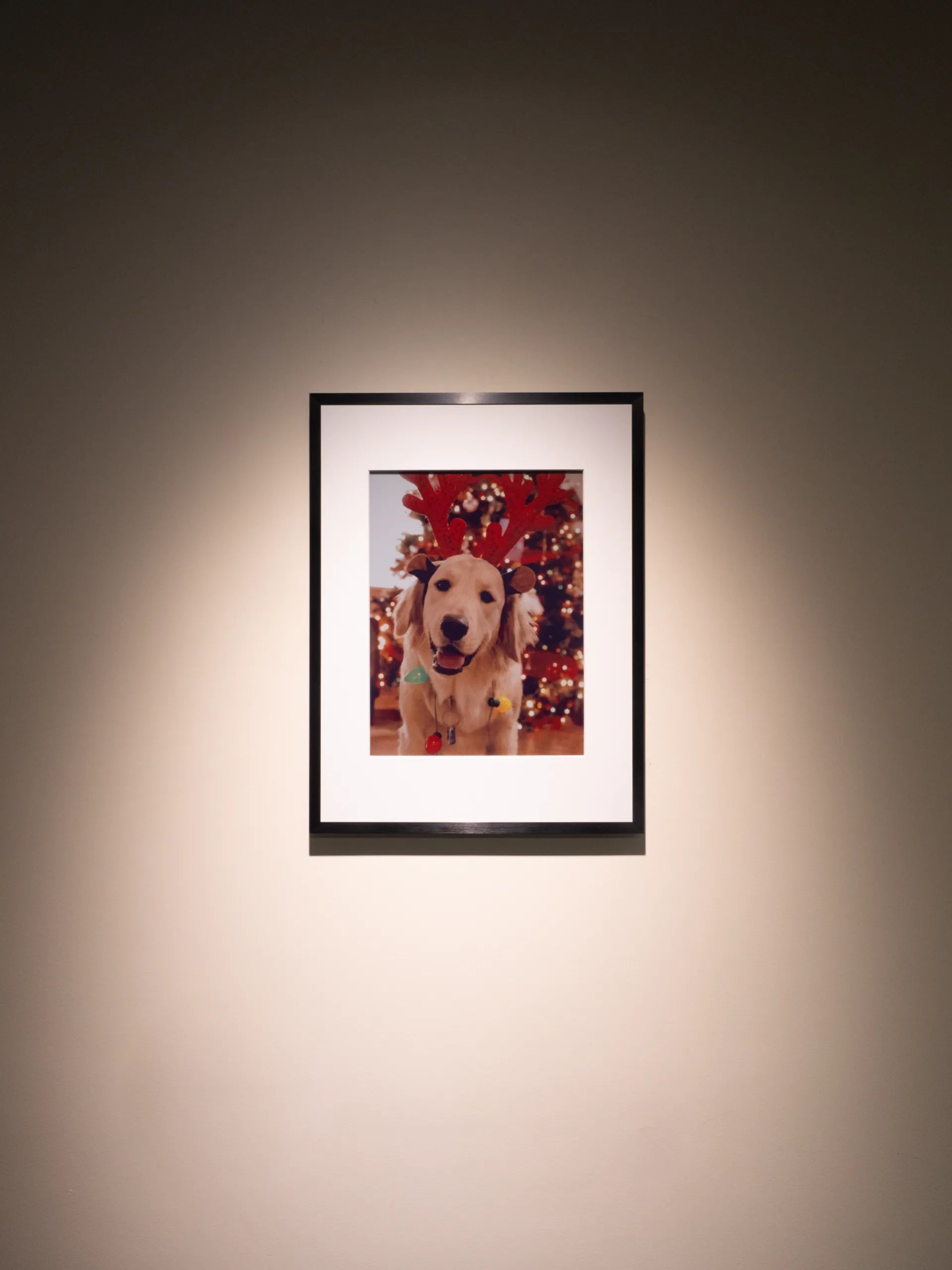 Celebration — Festive